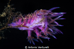 A Flabellina Affinis nudibranch stands up tall as if roar... by Antonio Venturelli 